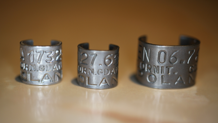 round split bird rings