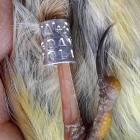 bird ring