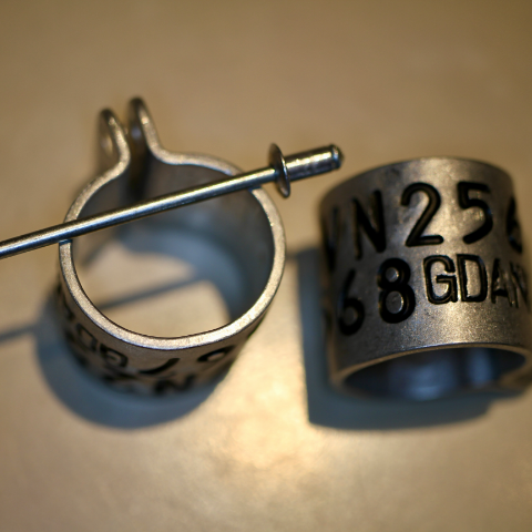 bird ring