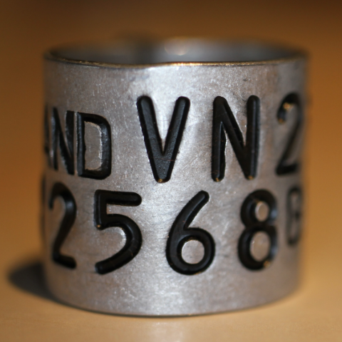 bird ring