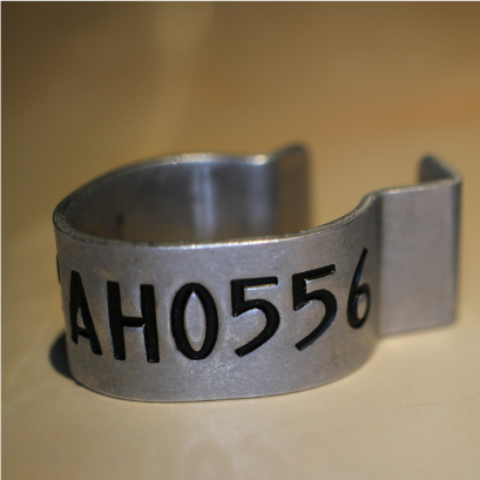 bird ring