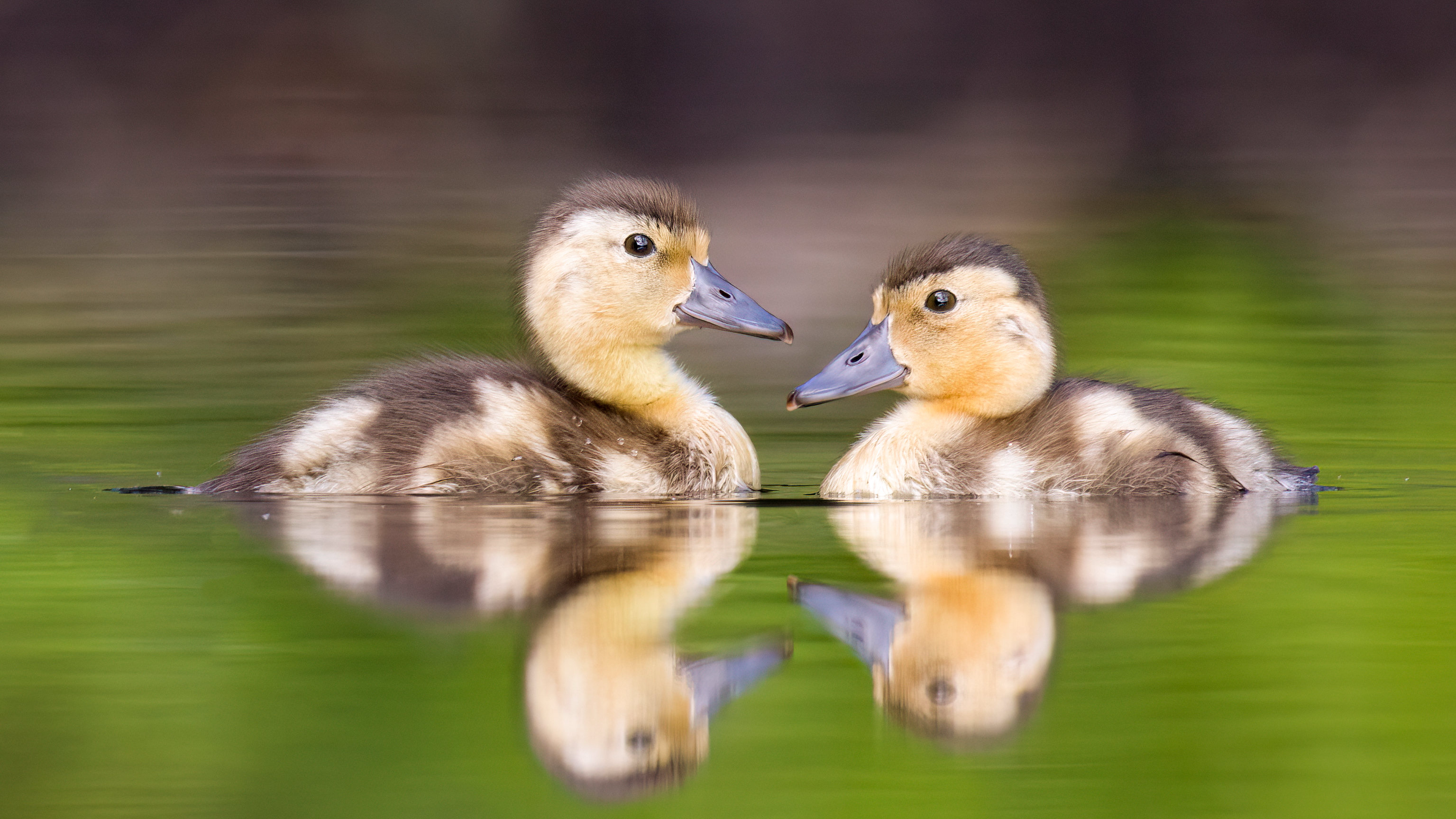 duckling